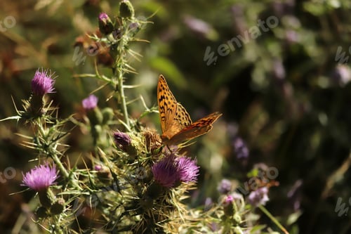 Preview: Butterfly on pink thistle. Nature background.