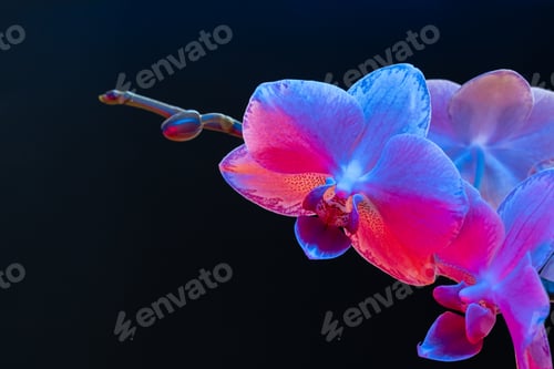 Preview: Branch of orchid flowers on dark background in neon light