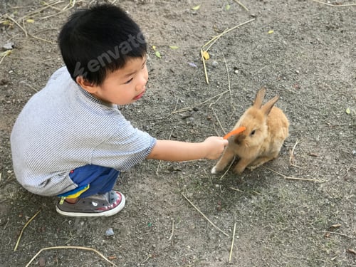 Vista previa: Niño asiático alimentando conejo