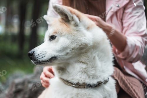 Preview: Japanese dog Akita inu portrait with young woman outdoors