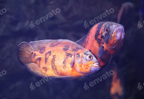 Preview: Bright oscar fish swimming in clear aquarium