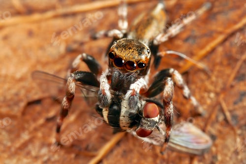 Preview: spider and fly