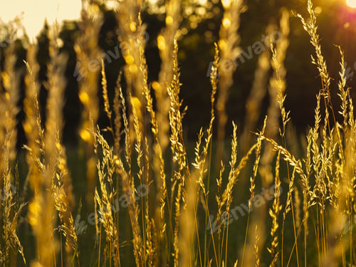 Preview: Selective focus closeup of grasses during the sunset