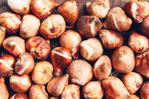 Preview: Tulip bulbs ready to be planted