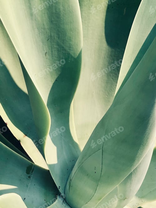 Preview: Agave plant with shadows