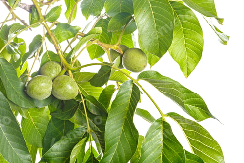 Preview: Walnuts fruits green tree branch isolated on a white background