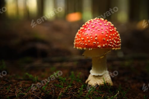 Preview: Amanita muscaria, fly agaric or fly amanita mushroom