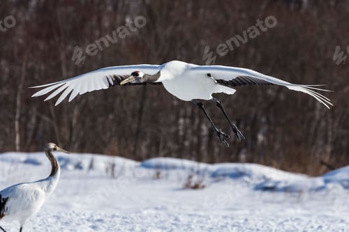 Preview: Scenic view of cranes on a meadow in winter