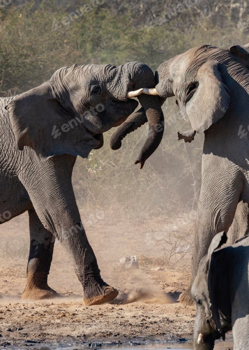 Preview: African Elephants fighting - Etosha National Park - Namibia