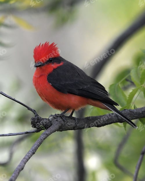Preview: Closeup of a Pyrocephalus obscurus (Vermilion flycatcher) perched on a tree branch