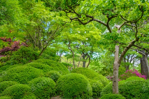 Preview: Amazing bright green bushes and trees in the garden. Wallpaper concept