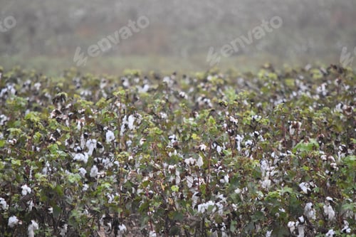 Preview: Growing cotton in Texas