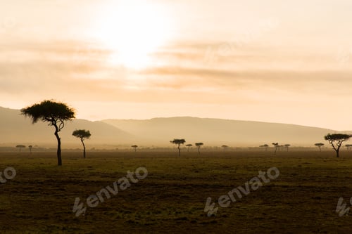 Vorschau: Akazienbäume in der Savanne in Afrika