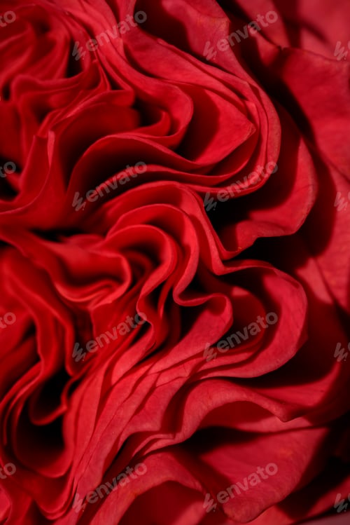 Preview: Floral background of red rose petals close-up