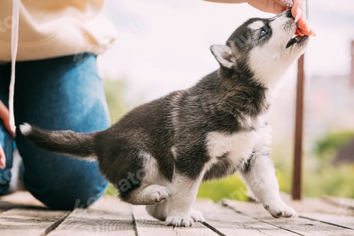 Vista previa: Four-week-old Husky Puppy Of White-gray-black Color Eating From Hands Of Owner And Help With Paw