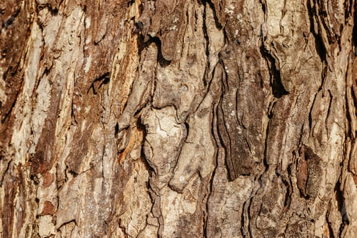 Vorschau: eine Holzstruktur zeigt braune und braune Streifen auf der Rinde