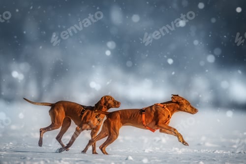 Preview: Two Hungarian Vizsla dogs running through the snow, with snowflakes