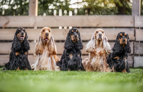 Preview: Five happy spaniels sit in a row on the grass, radiating positive emotions and joy.
