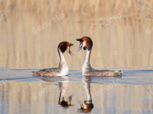 Preview: Great Crested Grebe (in mating season