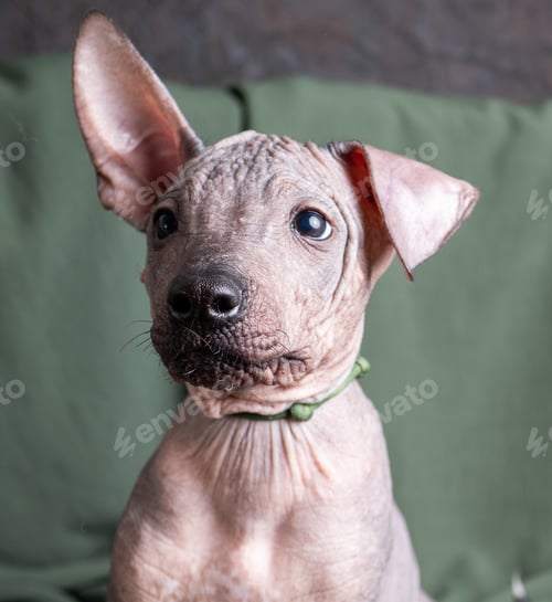Preview: A small puppy of the xoloitzcuintli breed a feature of the breed is the absence of wool