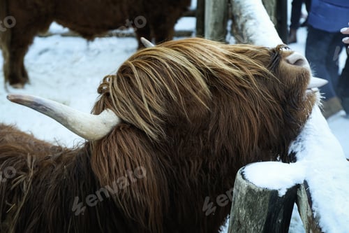 Preview: Highland cow standing outdoor in winter season