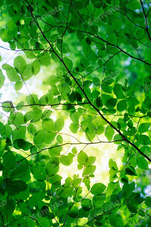 Preview: Green leaves backlighted by the sun. Spring fresh foliage
