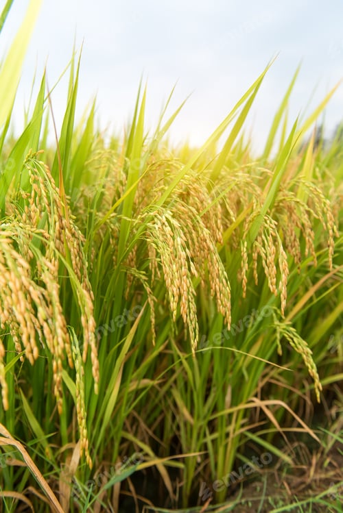 Preview: Paddy Rice Harvest
