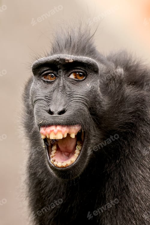 Preview: Closeup photo of a crested macaque (Macaca nigra)