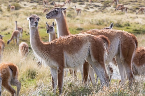 Preview: Guanaco