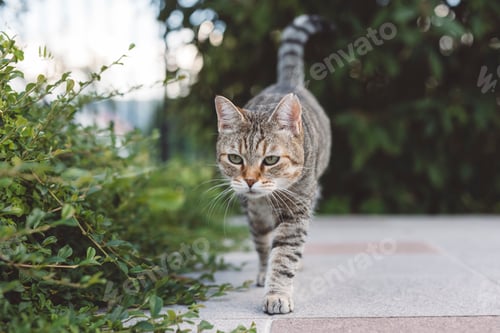 Preview: A striped cat walking confidently along a pathway surrounded by greenery. The cat has a focused expr