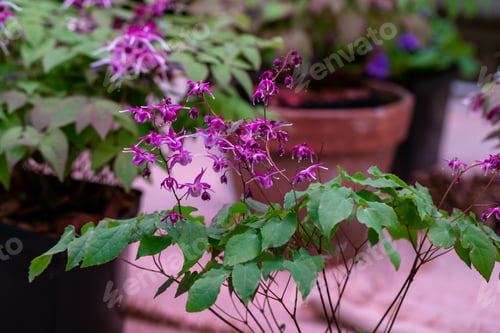 Preview: Epimedium Fukujuji close up flowered pink blossoms in the garden in spring