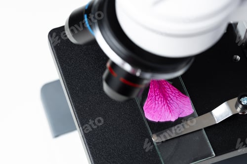 Preview: Pink flower leaf on a glass slide on a microscope