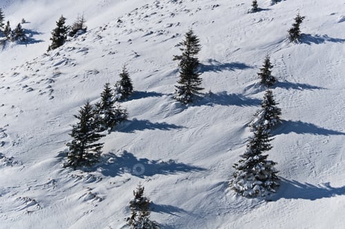 Preview: trees in winter