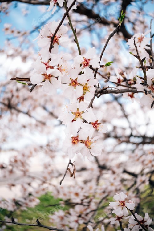 Preview: Background of spring cherry blossoms tree