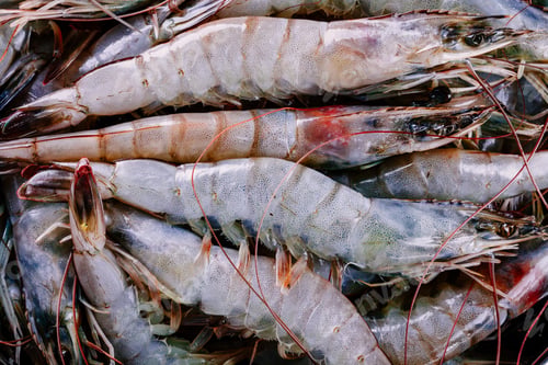 Preview: Whole fresh raw shrimps seafood closeup