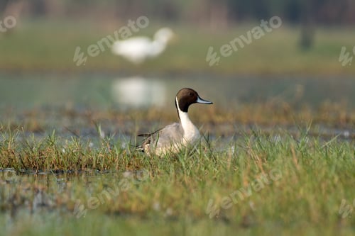Preview: Northern pintail bird resting in the grass