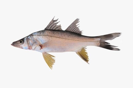 Preview: Yellowfin Snook - Sergeant Fish with Distinctive Yellow Fins