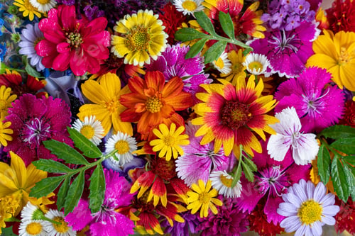 Preview: Close-up group of different beautiful and colorful flowers.