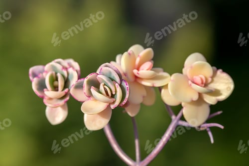 Preview: Beautiful varieties of succulent plants