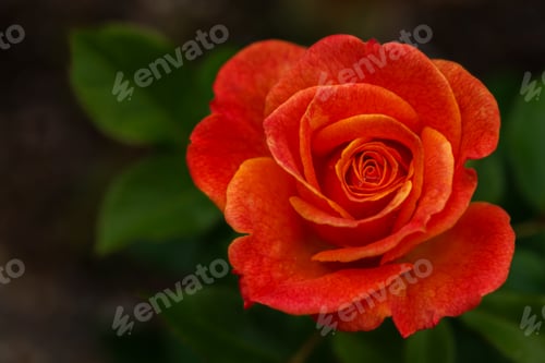 Preview: Red rose on dark green background