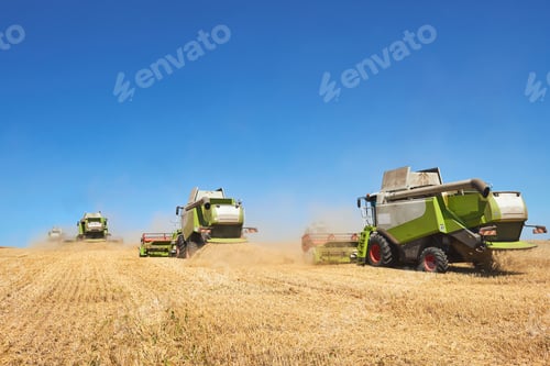 Preview: A few combines cutting a swath through the middle of a wheat field during harvest