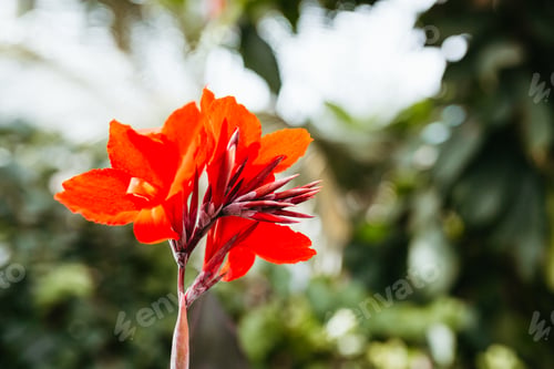 Preview: Beautiful Red Tropical Flower at Greenhouse