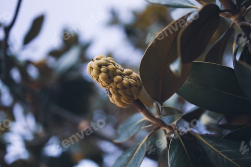 Preview: Southern magnolia cone blooming in the park in summer.