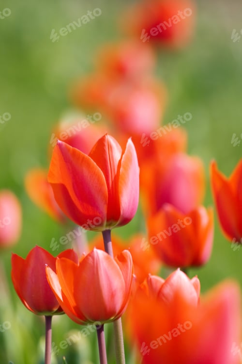 Preview: Red tulips
