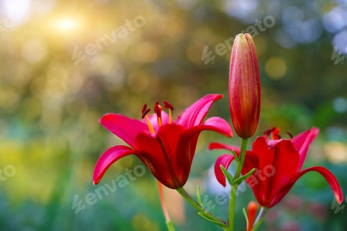 Preview: Background with set of lilies.