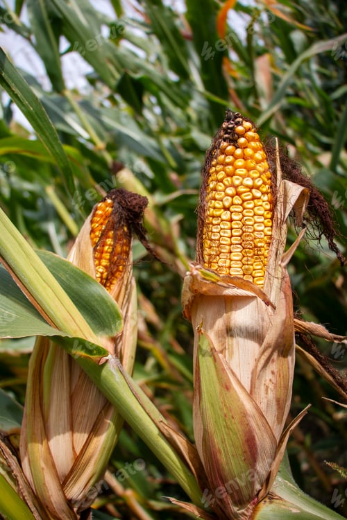 Preview: Vertical closeup shot of drying corn on the cob on a field