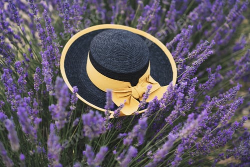 Preview: Black straw hat with yellow ribbon in a lavender field at Provence