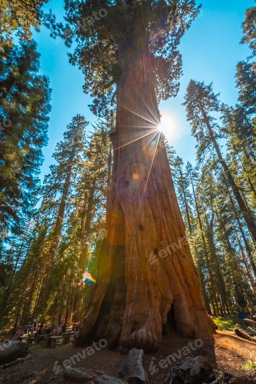 Preview: The giant General Sherman Tree tree in Sequoia National Park in a beautiful sunset