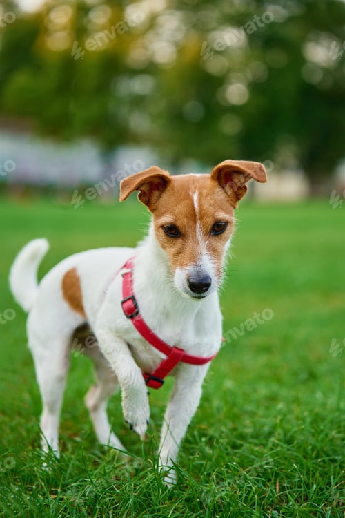 Preview: Close up portrait of small dog on green grass