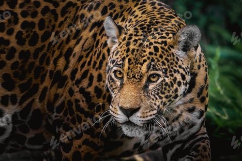 Preview: Jaguar (Panthera onca) - Spotted Big Cat